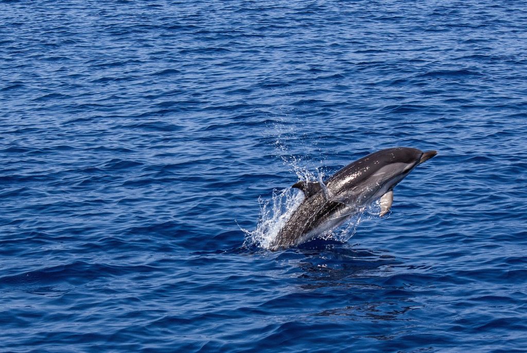 Dolphin Cruise in Gran Canaria