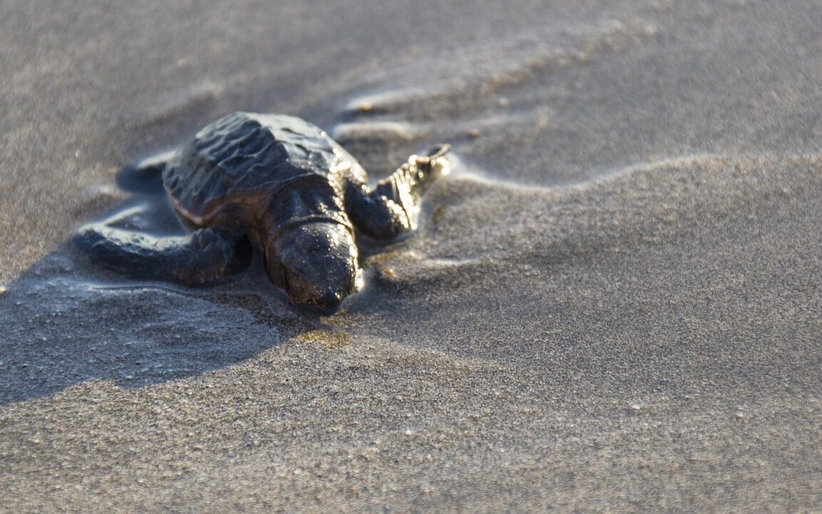 Sea turtle migration at Matura Beach
