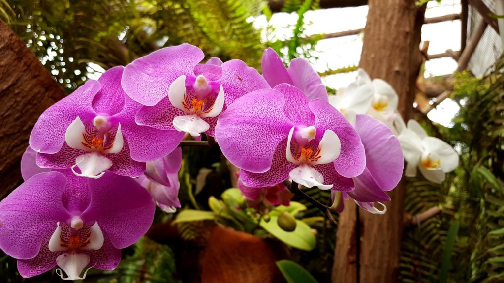 Puerto de la Cruz Botanical Gardens