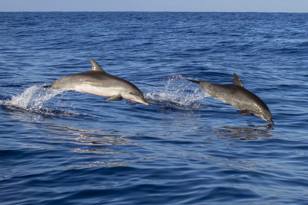 Watching Dolphins