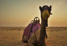 Top 10 experiences around the world that you must visit by 2020 Travelers’ Choice Awards