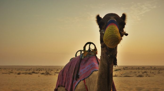 Top 10 experiences around the world that you must visit by 2020 Travelers’ Choice Awards