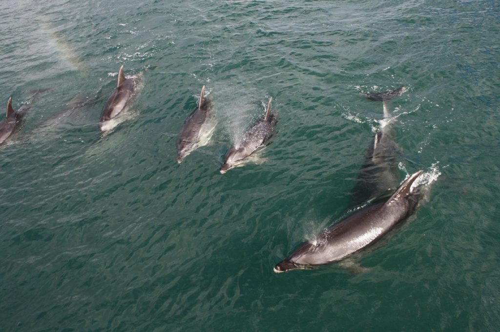 Dolphin Watching