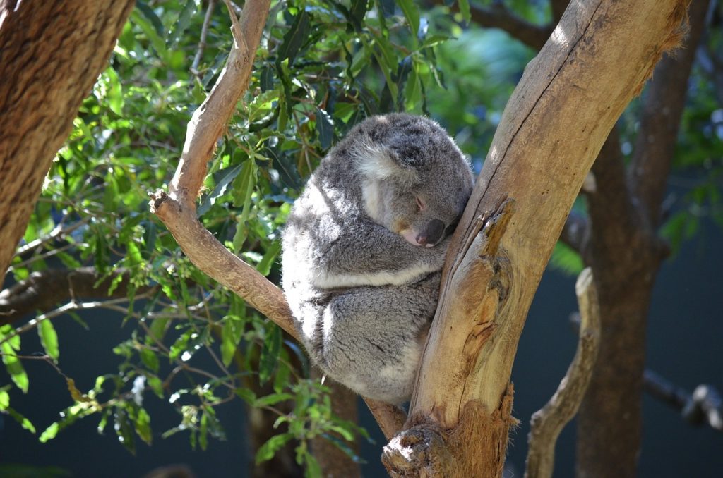 Sydney Zoo