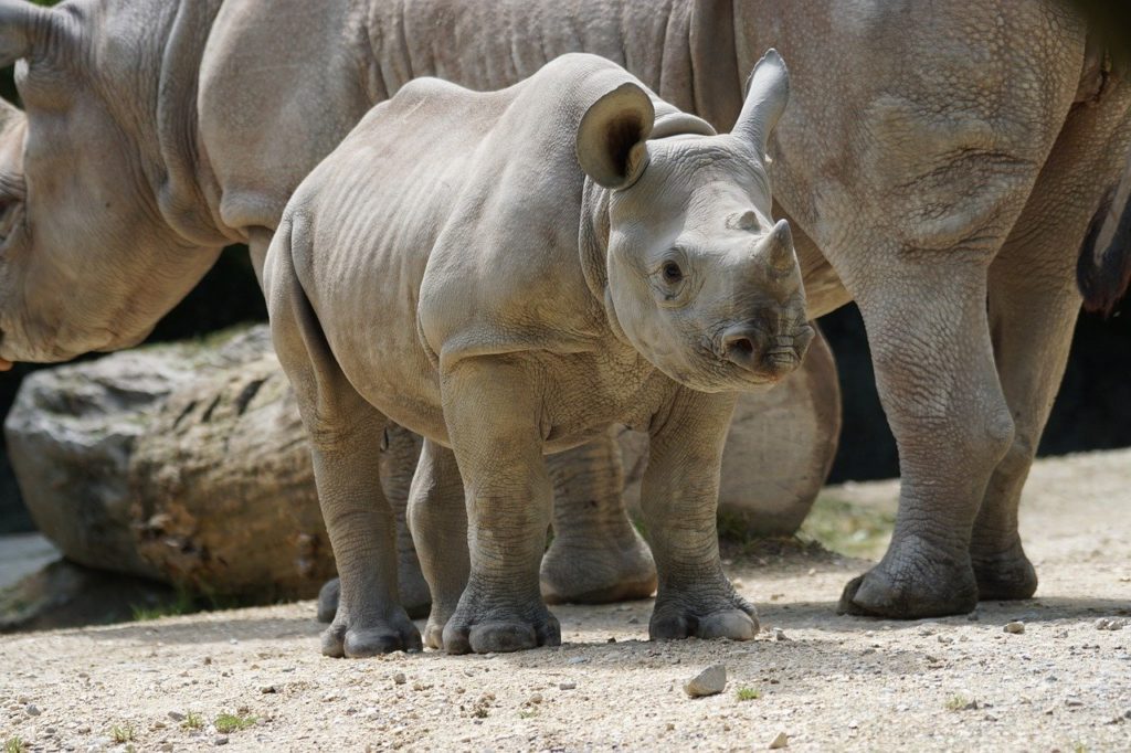 Zurich Zoo