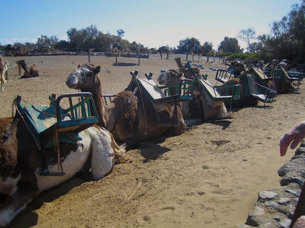 Camel Riding in Maspalomas Dunes