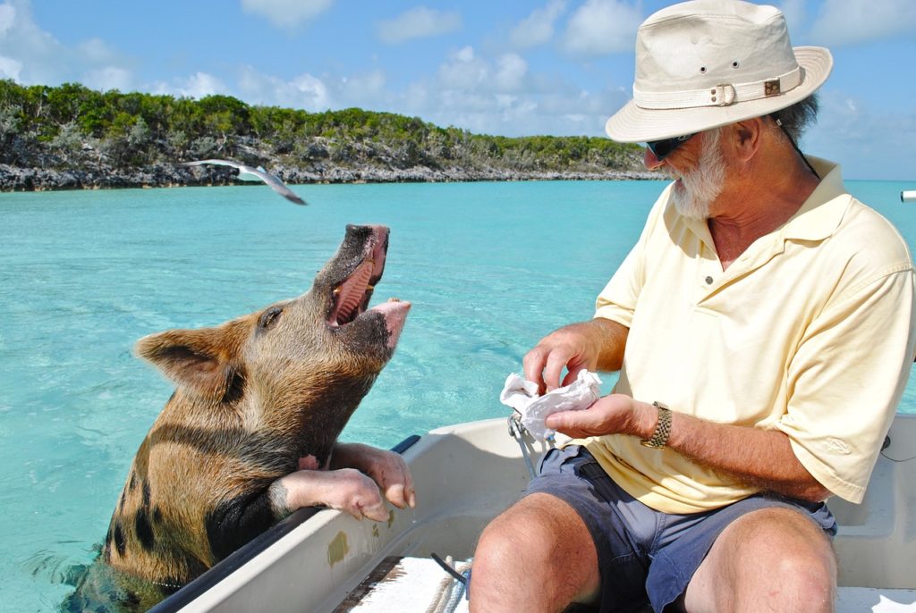 Pigs Beach with Lunch