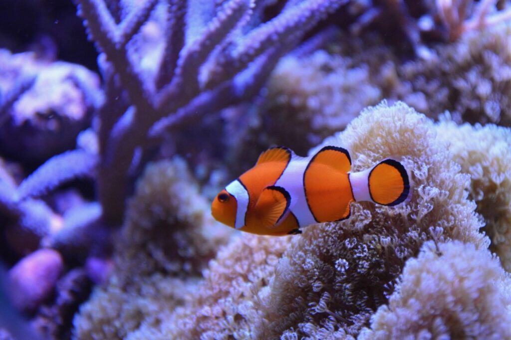 SEA LIFE Munich