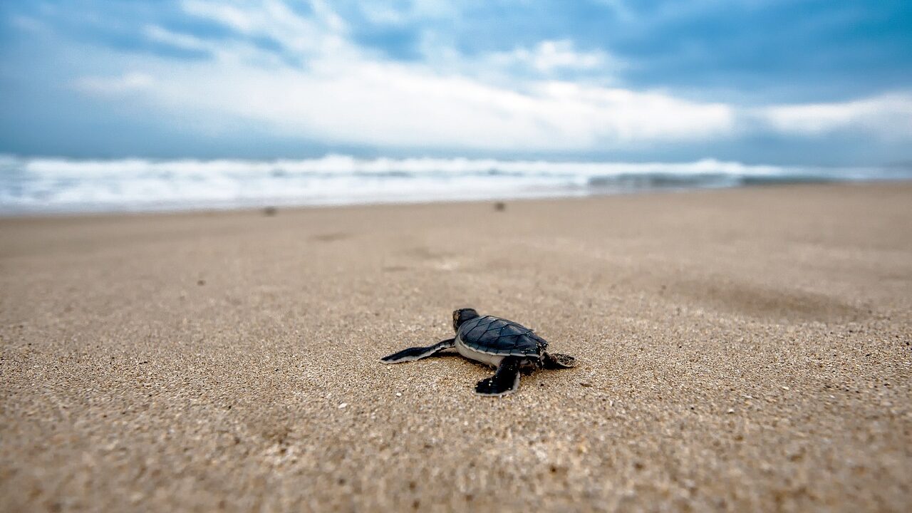 Turtle Release Experience