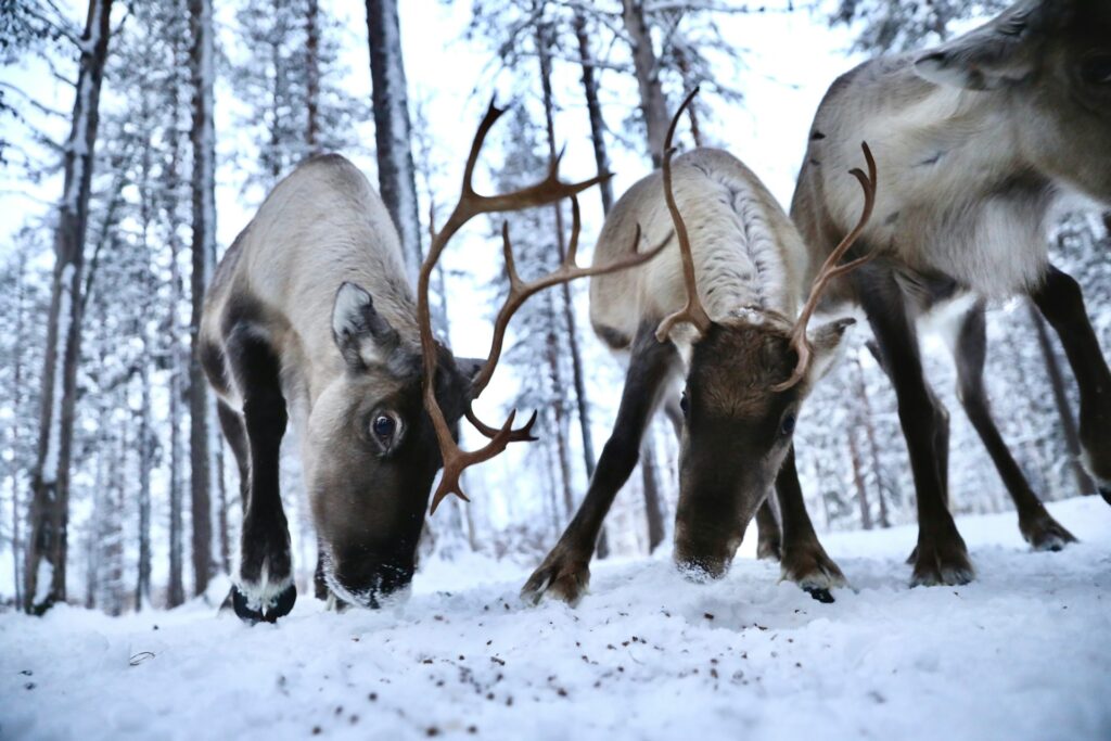 Reindeer Farm