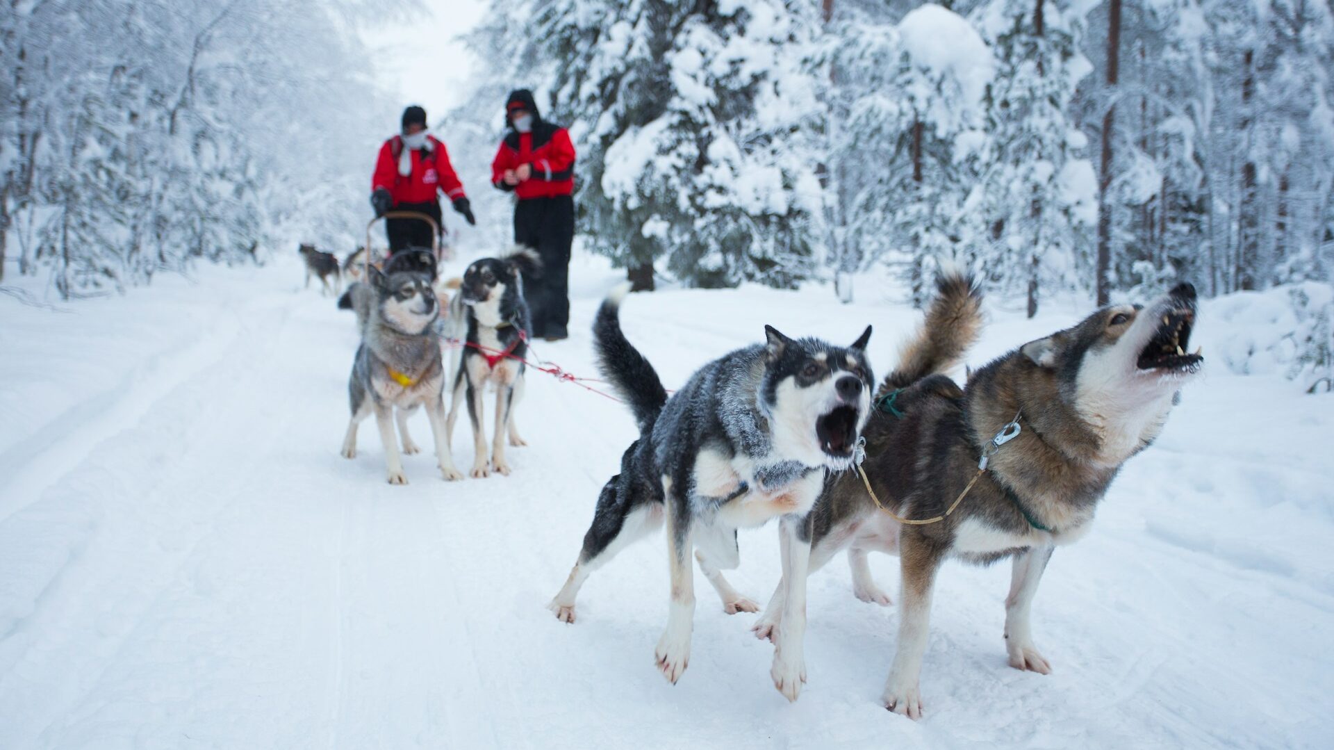 Huskies Park