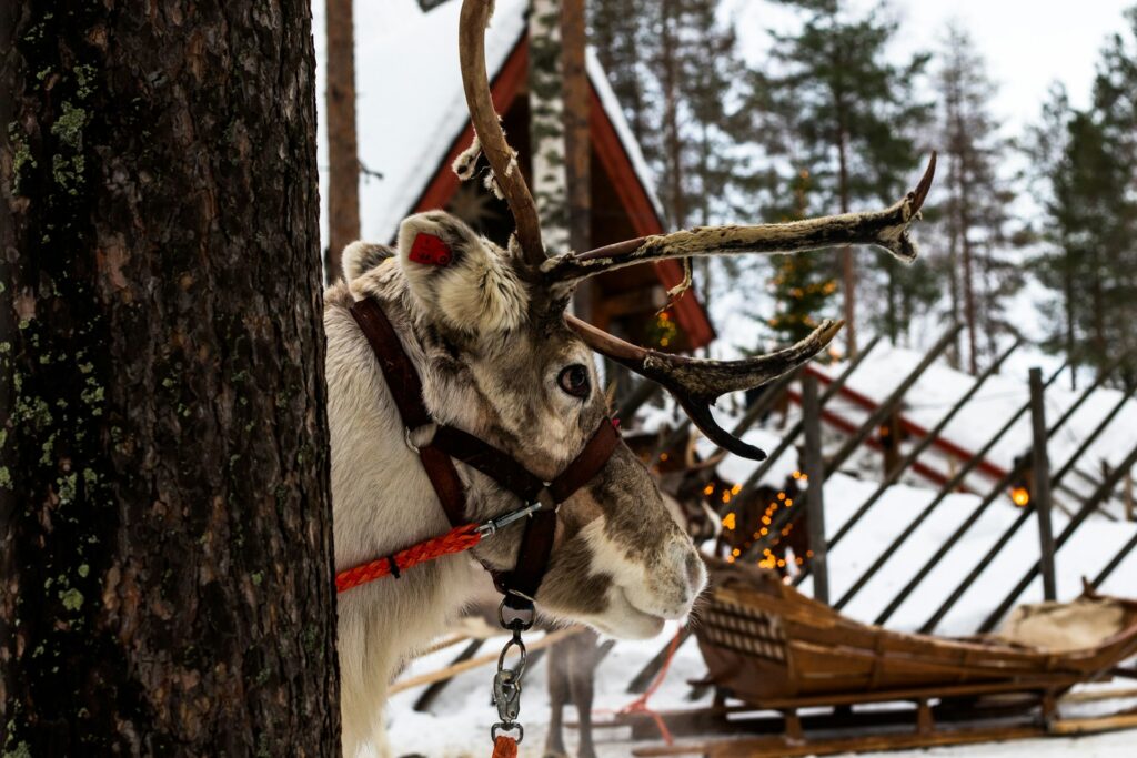Traditional reindeer farm