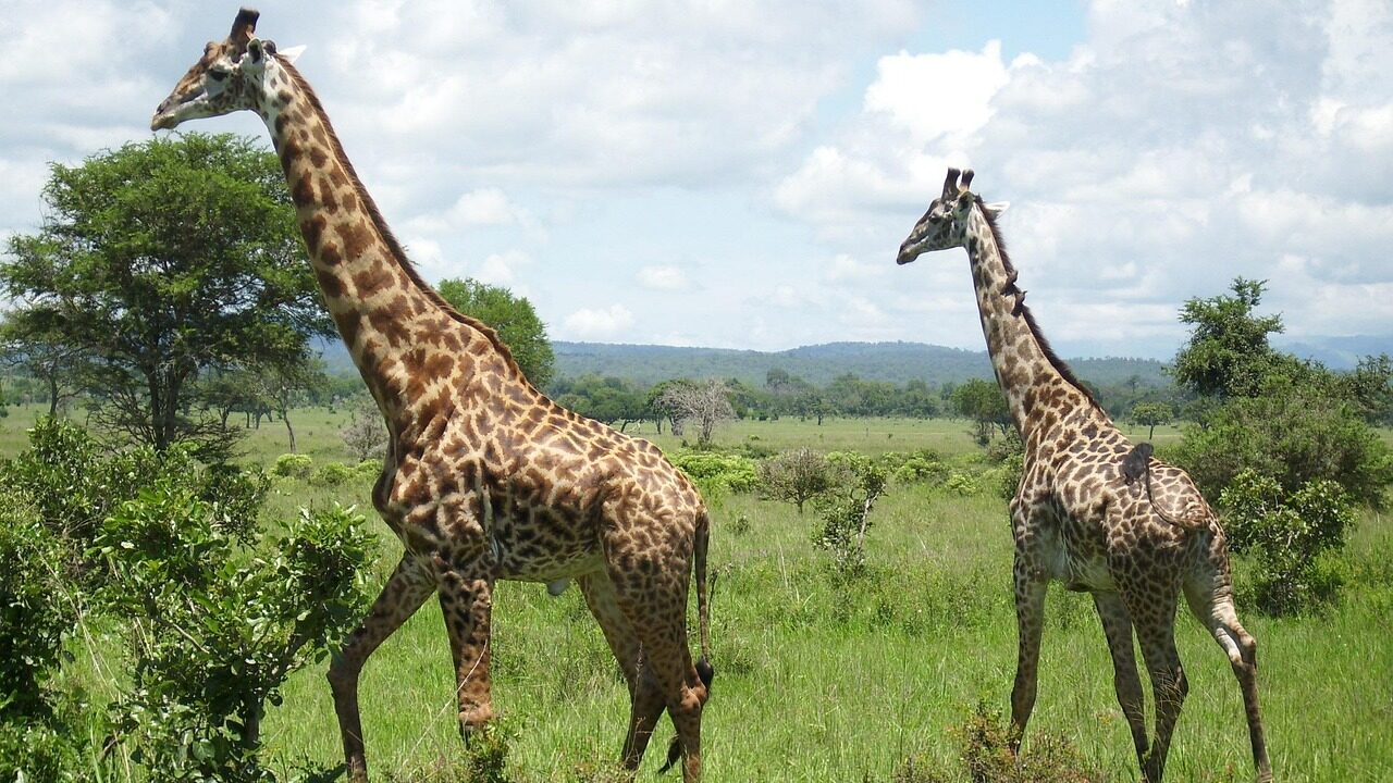 Mikumi National Park Zanzibar