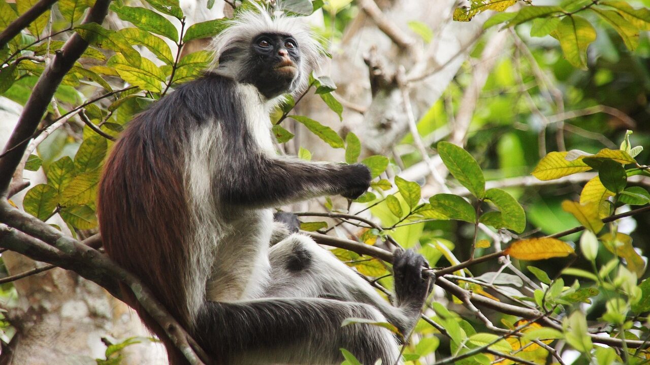 Red Colobus monkey