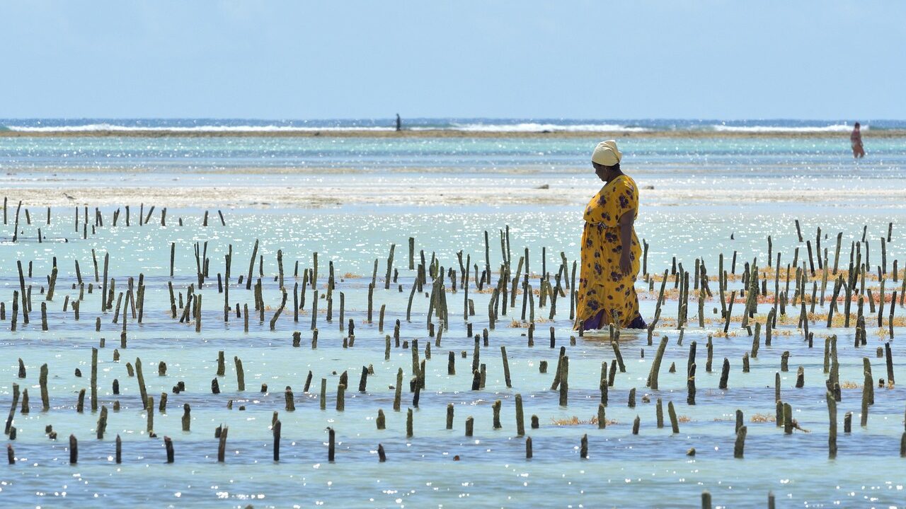 Sandbank and Spice Plantations