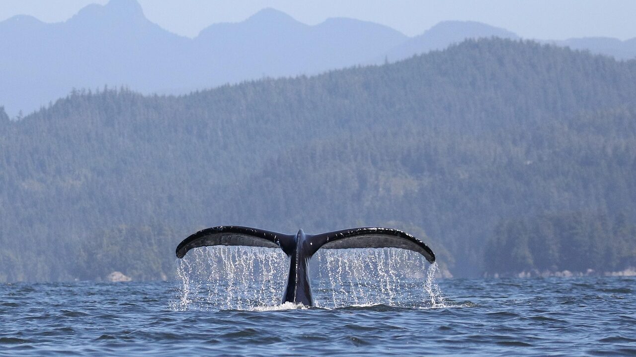 Whale-watching tour