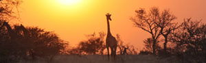 Zambia