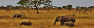 Tanzania